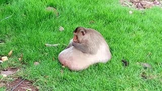 To enjoy!!!  Fat monkey living in the lawn