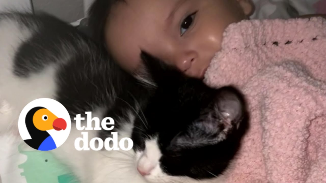 Tiny Rescue Kitten Refuses To Leave Baby Sister's Crib | The Dodo ...