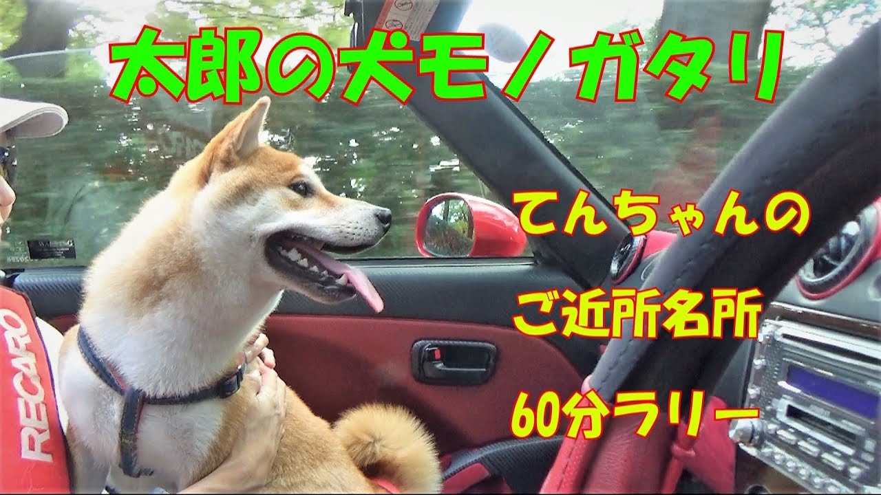 【柴犬子犬】てんちゃん、60分で名所をどれだけまわれるか⁉ 太郎の犬モノガタリ＃52 YouTube