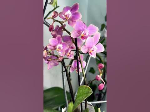 Fragrant Phalaenopsis Orchid Odorion 💗 Орхидея фаленопсис Парфюмерная ...