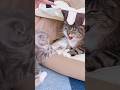 りっちゃんの逆鱗をむぅちゃんが狩り続けた結末がコチラ🤣🤣🤣 #猫