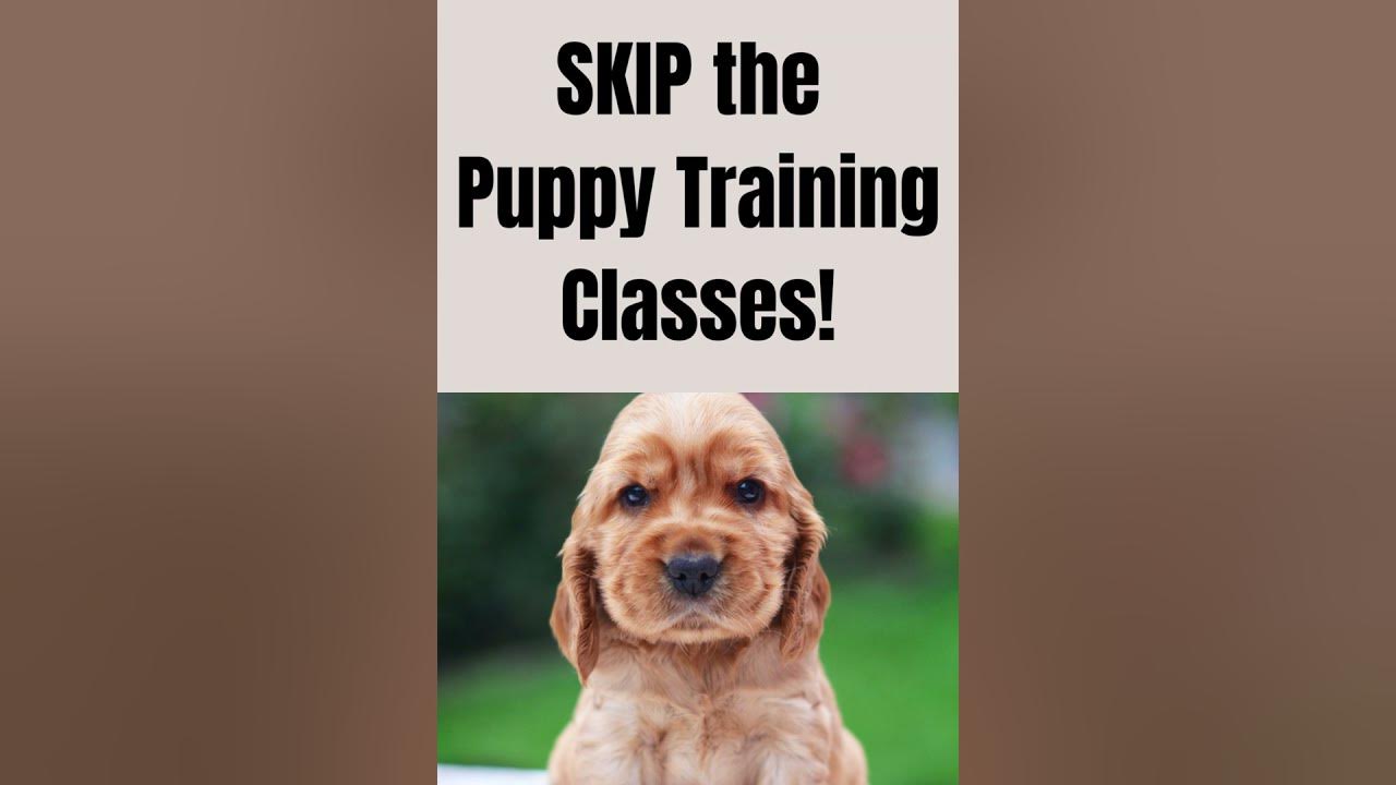 skip-the-puppy-training-classes-shorts-biggest-mistake-new-puppy