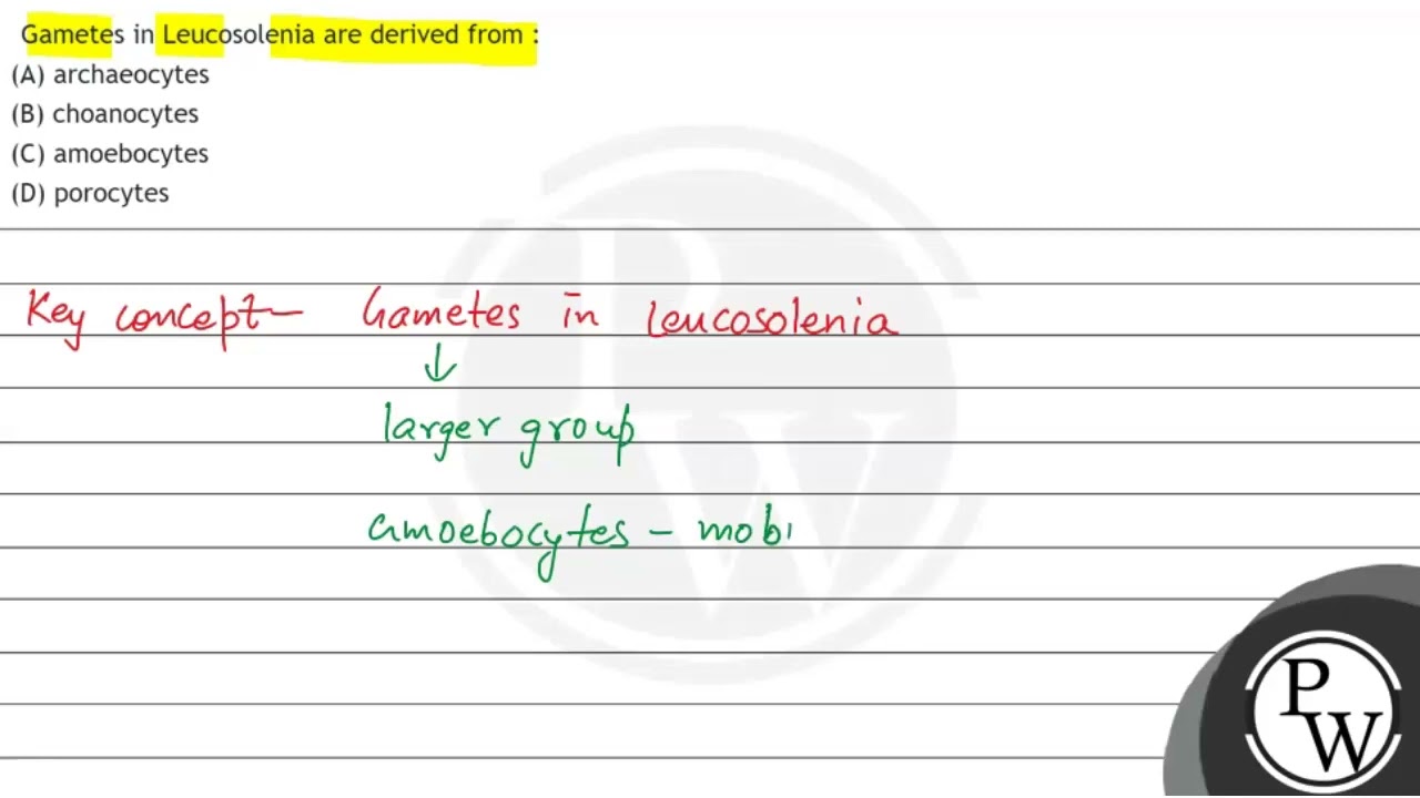 Gametes in Leucosolenia are derived from :
(A) archaeocytes
(B) choanocytes
(C) amoebocytes
(D) ...