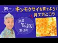 鉢でキンモクセイを育てよう！育て方のコツ【金木犀】【意外とカンタン】【初心者OK】