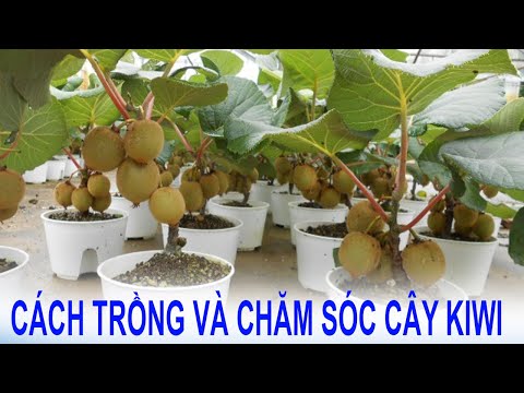 Video: Trồng Actinidia