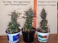 Update 1day 6  microgrowing cannabis with templegrower  no vegstraight under 1212
