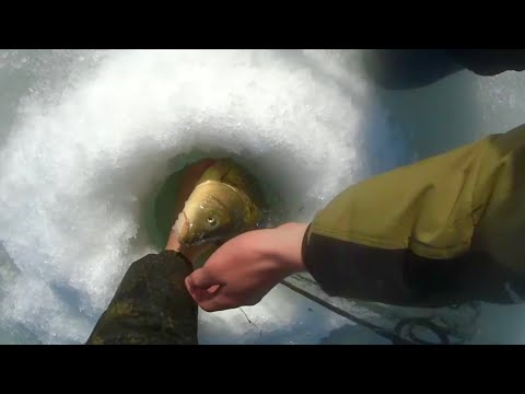 The grabber is chattering, but the carp won’t climb into the hole...