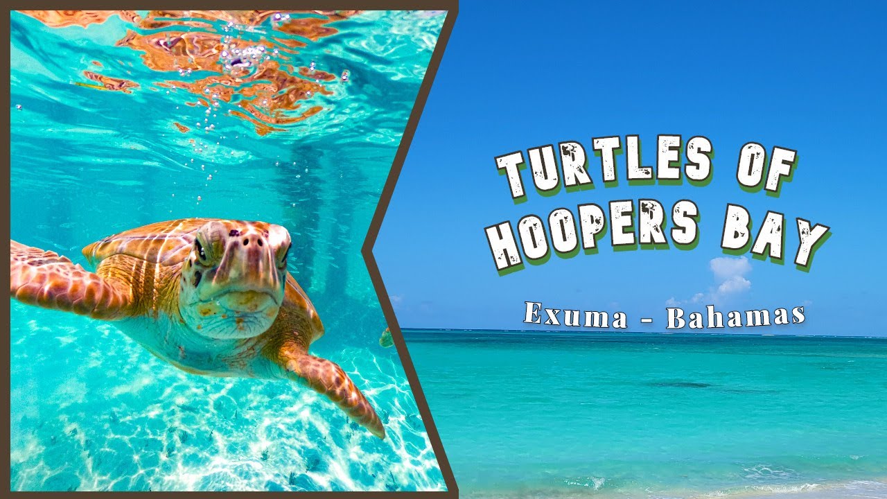 Hoopers Bay Turtles YouTube