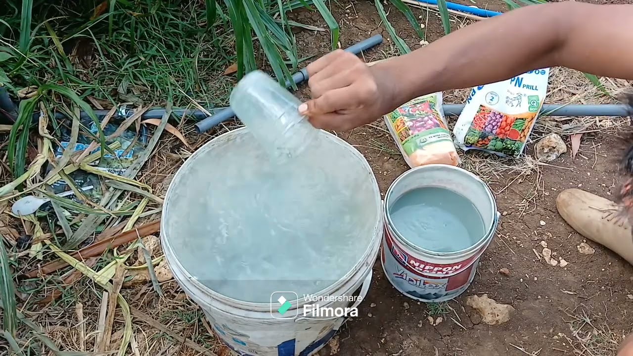 pemupukan  ke 7 cabe merah keriting