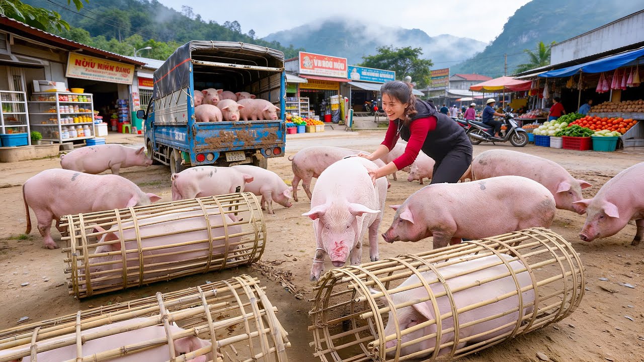 Buy Two Pigs, Each Weighing Over 600kg, and Transporting Them to the Market | Harvest Daily