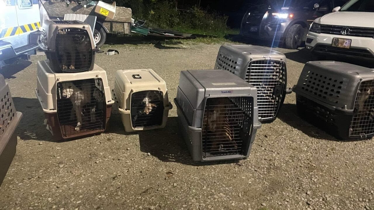 Animals Seized From Farm - YouTube
