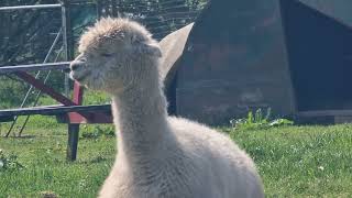 #alpaca #sunbathing #sun #chill #farming #farm #love #serenity