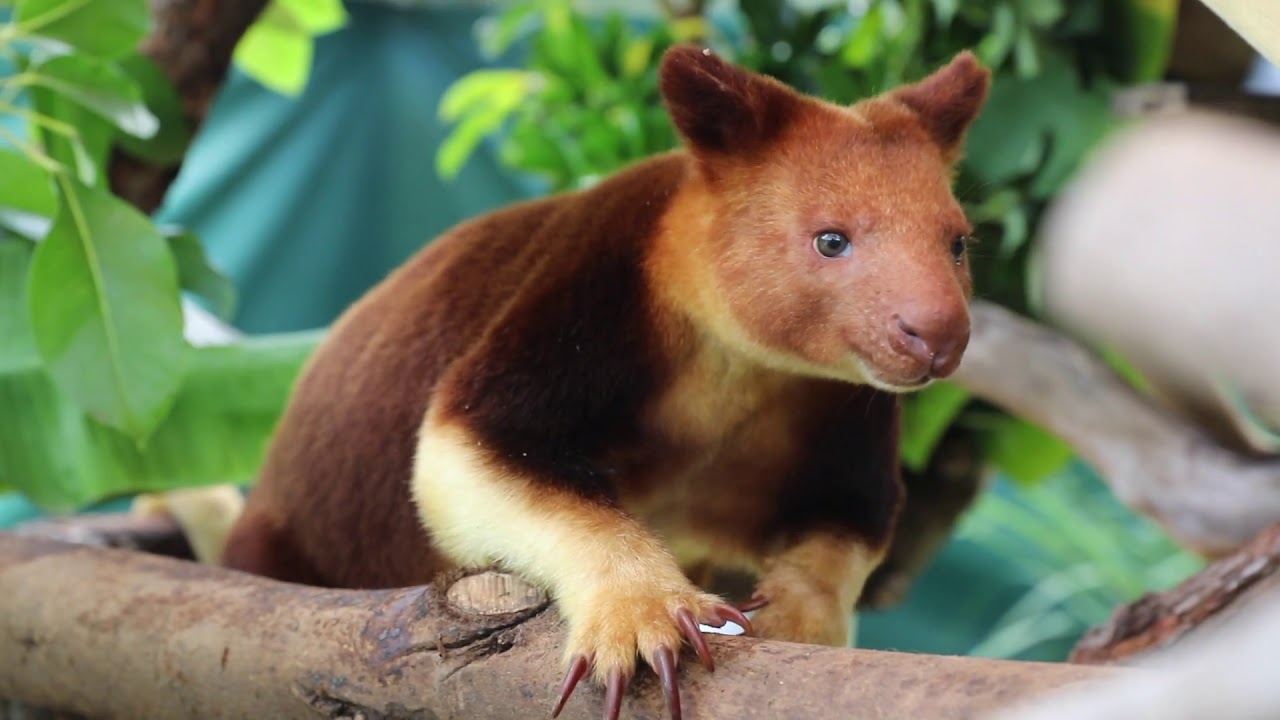 video phone beyonce mp3 MEET KIMBE THE TREE KANGAROO!