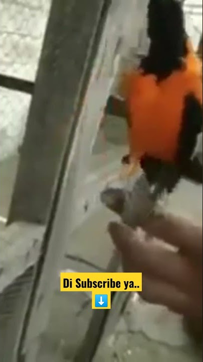 Suara Burung Kacer Thailand Ini Bisa Niru Lagu Selamat Ulang Tahun | UNIK ‼️ #shorts #short