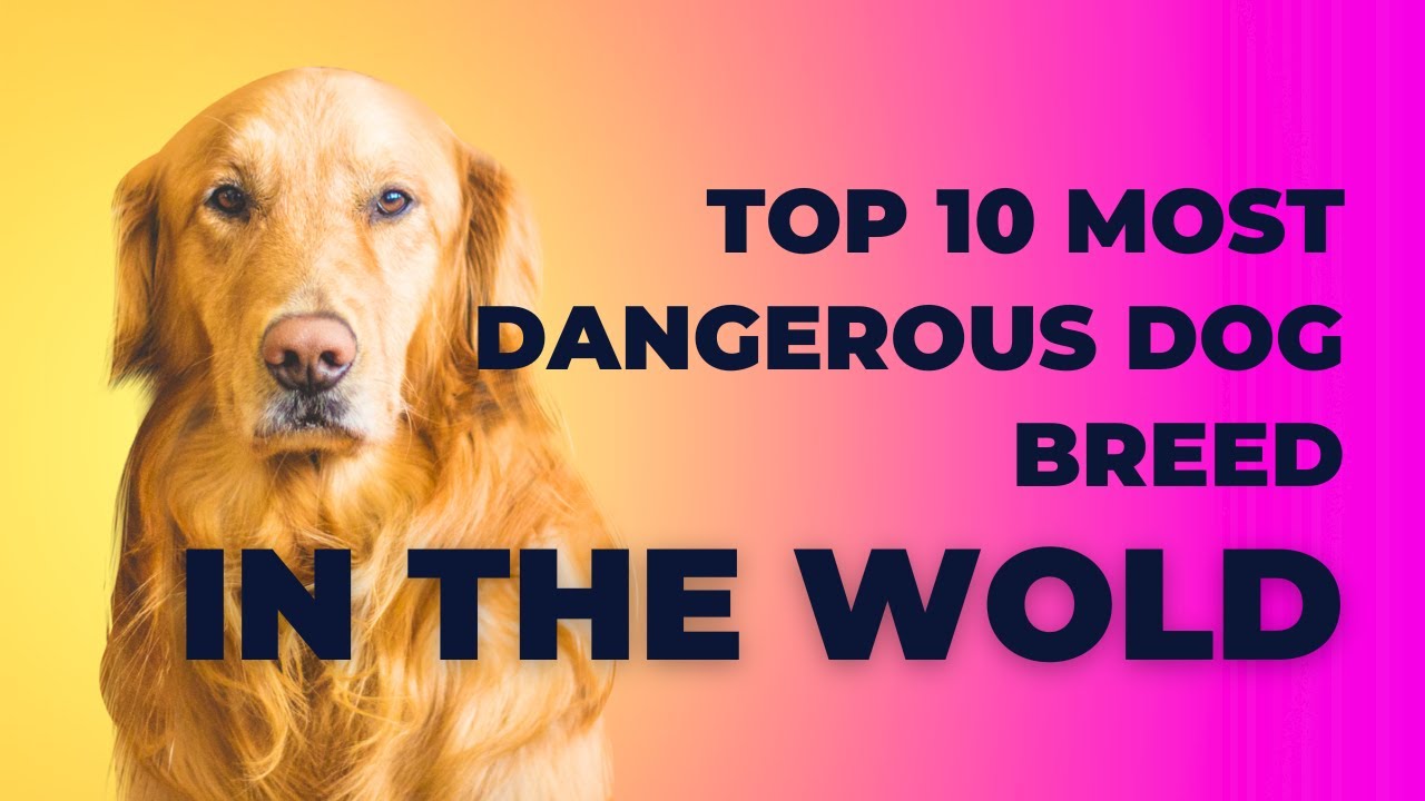 Top 10 Most Dangerous Dog Breed In The World YouTube top-10-most-dangerous-dog-breed-in-the-world-youtube