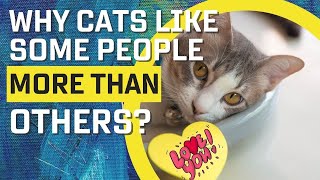 Why Cats Like Some People More Than Others (Surprising Truth) by Oh My Cat 1,142 views 1 year ago 2 minutes, 15 seconds