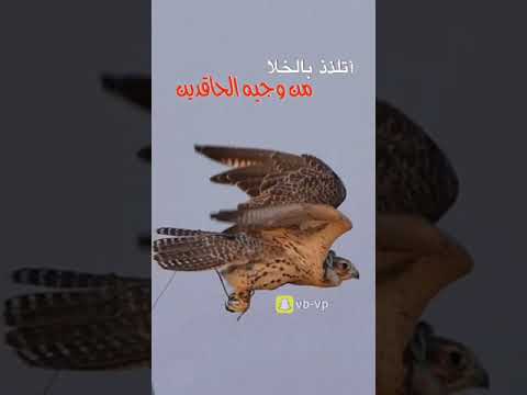 شيلة اتلذذ باخلا
