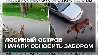 видео: Парк  картинка: Парк