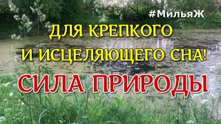 ❤️ЗВУКИ ПРИРОДЫ🌺 ПЕНИЕ ПТИЦ 🌳ЗВУКИ ЛЕСА☀️ КРЕПКИЙ СОН🌺ВОССТАНОВЛЕНИЕ СИЛ И ЭНЕРГИИ 👉Relax 10 часов