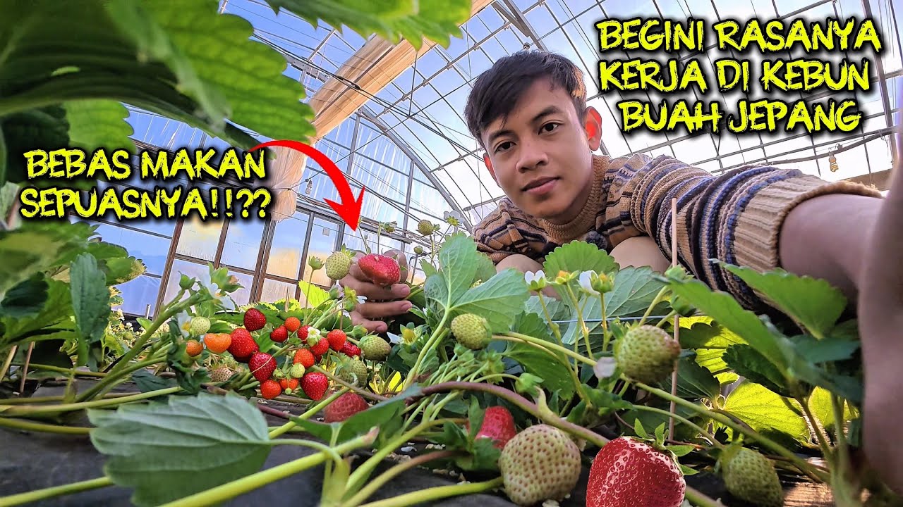 KERJA DI KEBUN STRAWBERRY JEPANG!!SEGINI GAJINYA!!