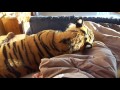 Strongest ,fastest ,cutest most powerful.  Living with a tiger !