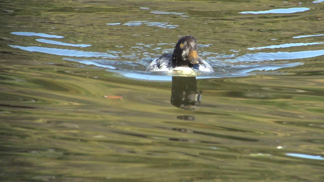 野鳥撮影・ ホオジロガモ Common Goldeneye 
