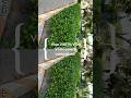Vivo V60 Vs Vivo V50 Camera Comparison test! #vivov60 #vivov50 #photography #shorts #foryou