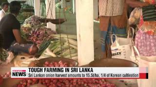 Korean farming methods help boost Sri Lanka′s onion production   스리랑카 양파 자급률， 우리