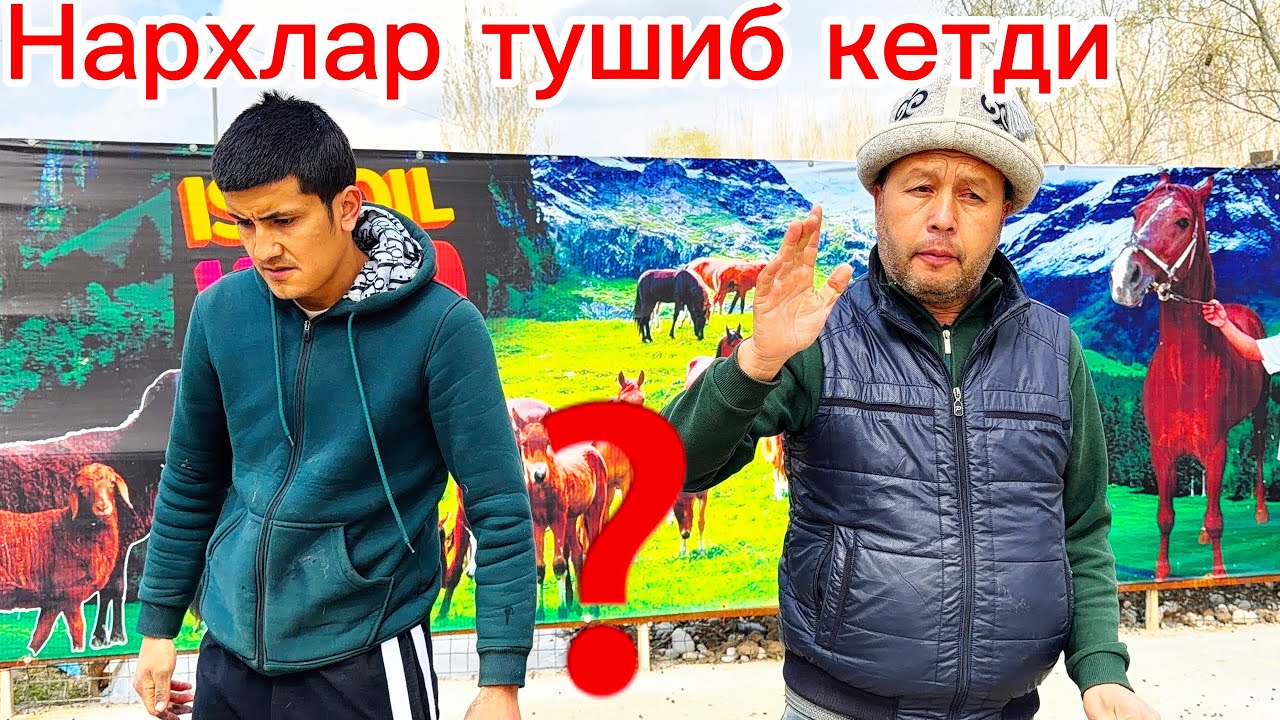 200 бош тожикистондан Йирик бўғоз қўйлар келди🔥 нархлар тушди