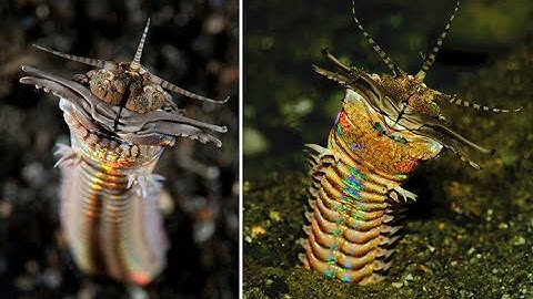 Loài giun gieo rắc 