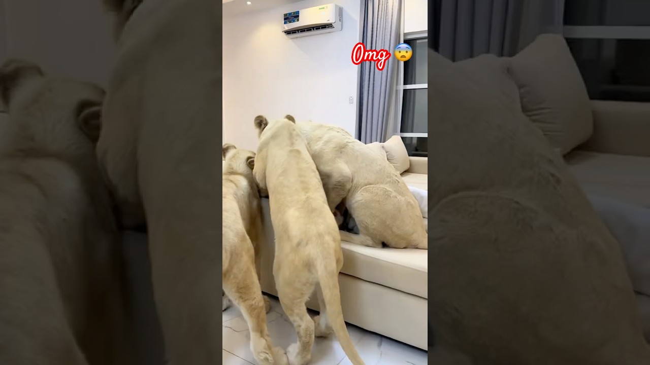 Lion cubs playing dubai sheikh Humaid Albuqaish 