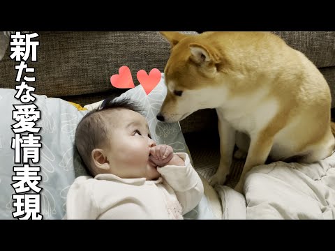 赤ちゃんを溺愛しすぎた柴犬の新しい愛情表現がこちらですw