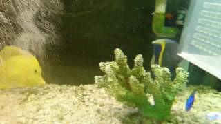 【魚宮海水魚🐠】1060306 10-12公分半月2