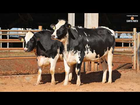 LOTE 11 • 4º LEILÃO NOVILHAS CANTO PORTO • 11016   10938
