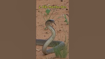 Học và Hỏi - Những loài rắn độc nhất thế giới P2  #facts #animals #khampha #snake