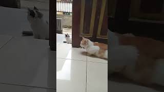 eit..tungu2.....#viral #cat #petsunited #shortsvideo #kitten #viralvideo #cute #cutecat #buburusutan