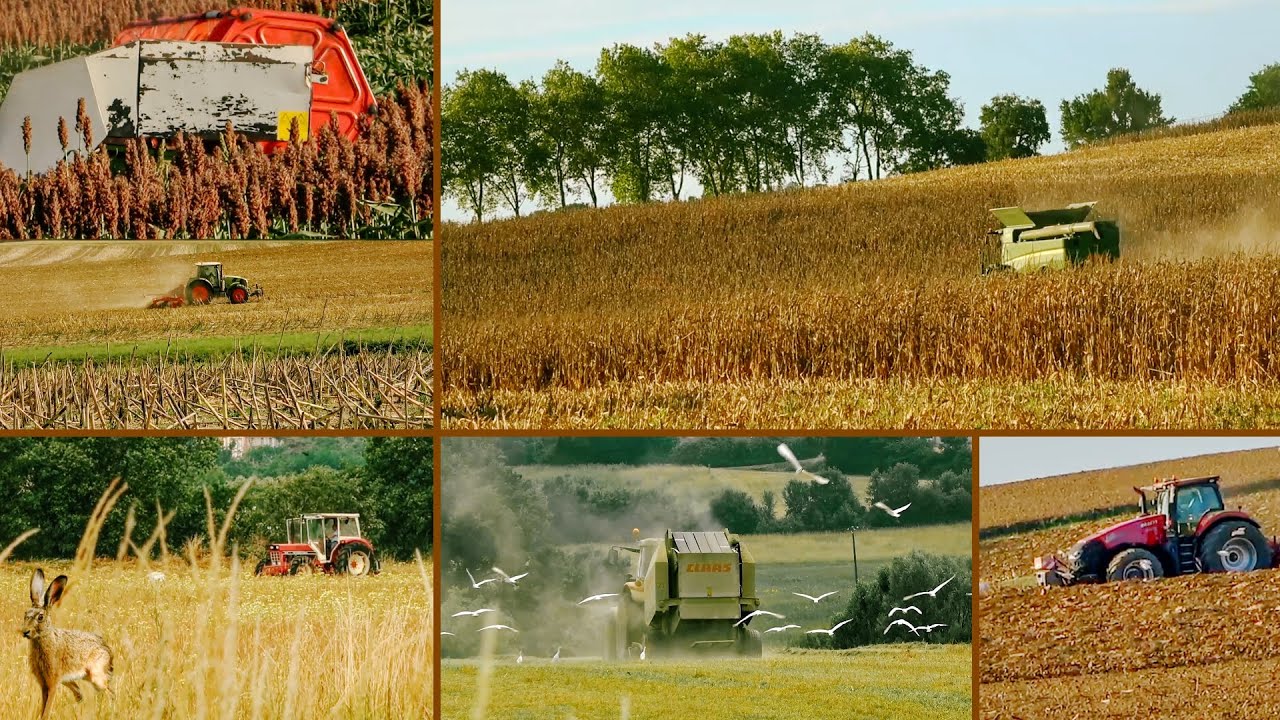 Moissons & Travaux dans le Lauragais sept. 2025 | John Deere S780 Claas Mega 360 Arion 660 MF 145…