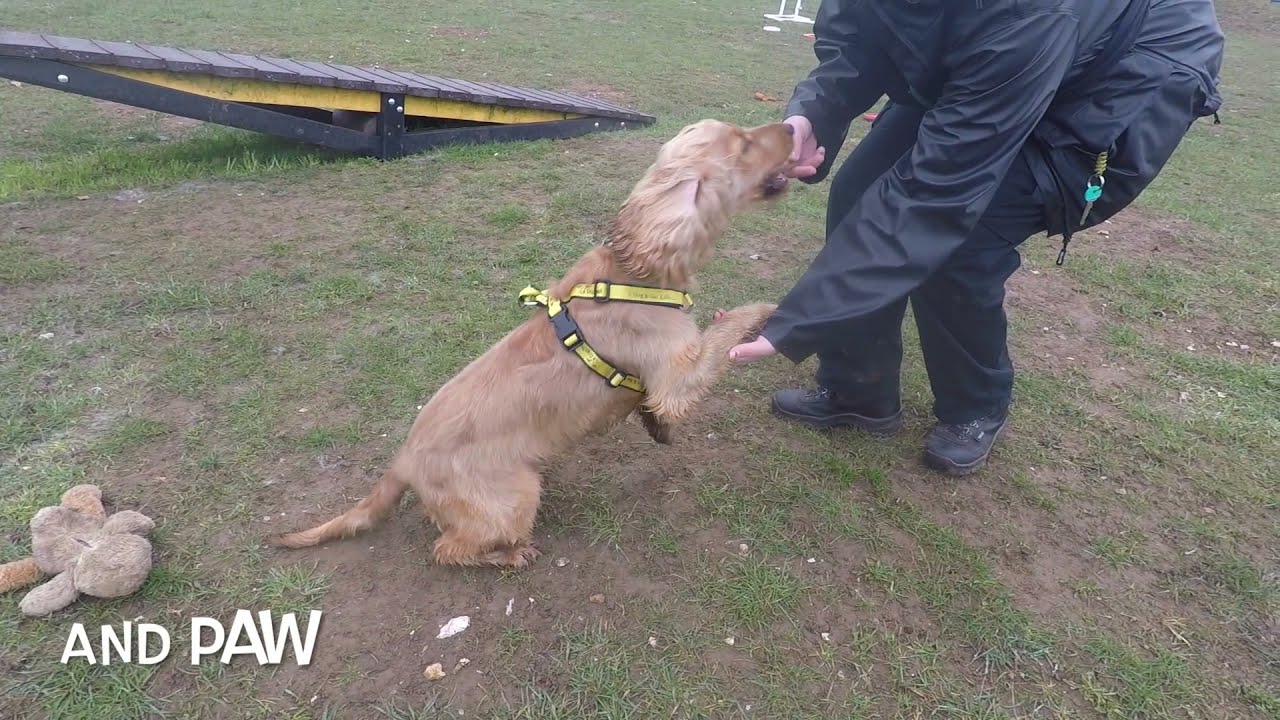 Dogs Trust Copper YouTube