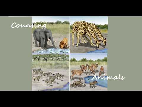 Counting Animals