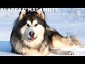 Alaskan Malamute - El Malamute de Alaska.