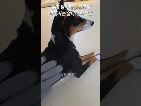 바센지는 털이 얼마나 빠질까?   🐕 #basenji