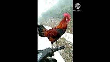 Tiếng gà rừng mồi 2021