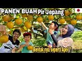 PANEN BUAH PIR DI PERKEBUNAN JEPANG | PIKNIK SEHARIAN DI BAWAH POHON PIR | TIKATAKI VLOG