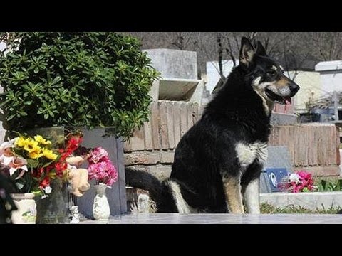 Dog Stands Guard Over Deceased Owner S Grave Dog Stands Guard Over Deceased Owner S Grave