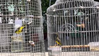 Download Lagu Chim Hút Mật 5 màu đang chế độ căng lửa chém cánh #hutmat5mau MP3