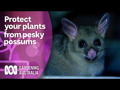 Video: Watter plante haat possums?