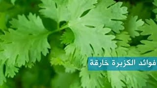 فوائد الكزبزة الخضراء فائقة القوة - فوائد مذهلة لن تستغني عنها بعد اليوم 