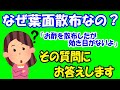 なぜ葉面散布なの？「お酢を散布したが効き目がないよ」その質問にお答えします