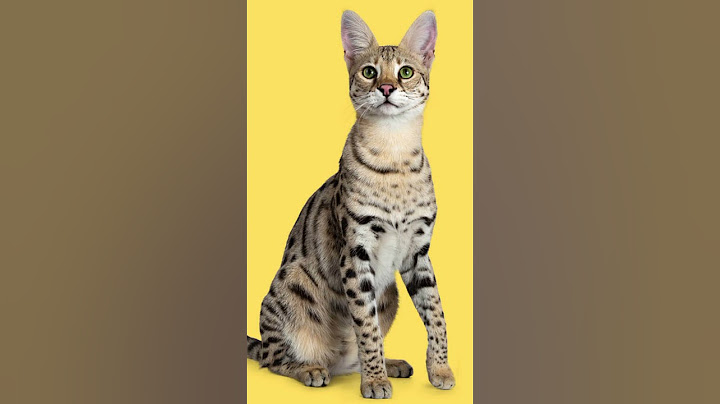 LES 5 Chat les plus chers au monde