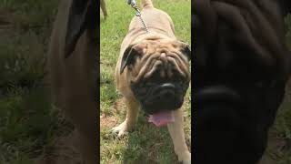 Bull Mastiff arrives at dog show #bullmastiff #dog #ghdogtv #shorts